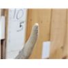 Image 4 : Set Of 5x5 Whitetail Shed Antlers