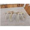 Image 5 : Set Of 5x5 Whitetail Shed Antlers