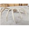 Image 6 : Set Of 5x5 Whitetail Shed Antlers