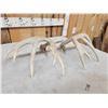 Image 7 : Set Of 5x5 Whitetail Shed Antlers