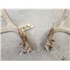 Image 8 : Set Of 5x5 Whitetail Shed Antlers