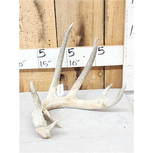 83" Wild Whitetail Shed Antler