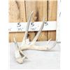 Image 1 : 83" Wild Whitetail Shed Antler