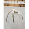 Image 2 : 83" Wild Whitetail Shed Antler