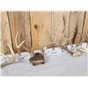 Image 3 : 4 Sets Of Whitetail Antlers On Skull Plate