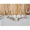 Image 4 : 4 Sets Of Whitetail Antlers On Skull Plate