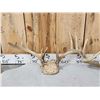 Image 5 : 4 Sets Of Whitetail Antlers On Skull Plate