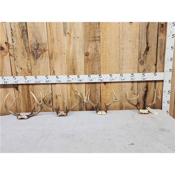 4 Sets Of Whitetail Antlers On Skull Plate