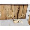 Image 2 : 4 Sets Of Whitetail Antlers On Skull Plate