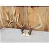 Image 3 : 4 Sets Of Whitetail Antlers On Skull Plate