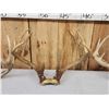 Image 4 : 4 Sets Of Whitetail Antlers On Skull Plate