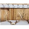 Image 5 : 4 Sets Of Whitetail Antlers On Skull Plate