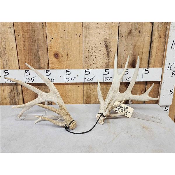Set Of Main Frame 5x5 Whitetail Shed Antlers