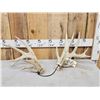 Image 1 : Set Of Main Frame 5x5 Whitetail Shed Antlers