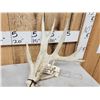 Image 2 : Set Of Main Frame 5x5 Whitetail Shed Antlers