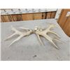 Image 4 : Set Of Main Frame 5x5 Whitetail Shed Antlers