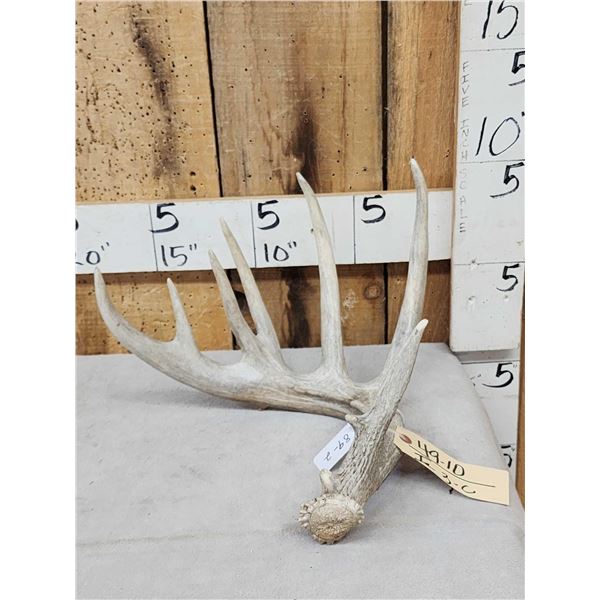 89 2/8" Wild Whitetail Shed Antler