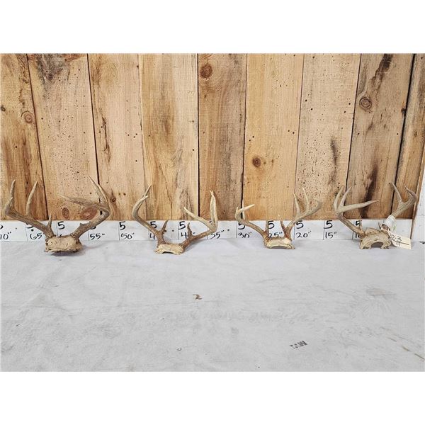 4 Sets Of Whitetail Antlers On Skull Plate