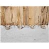Image 1 : 4 Sets Of Whitetail Antlers On Skull Plate