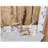 Image 2 : 4 Sets Of Whitetail Antlers On Skull Plate