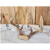 Image 4 : 4 Sets Of Whitetail Antlers On Skull Plate