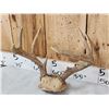 Image 5 : 4 Sets Of Whitetail Antlers On Skull Plate