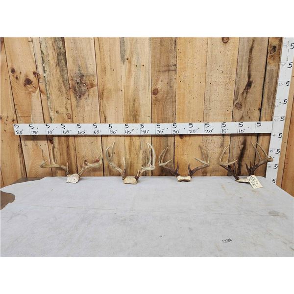 4 Sets Of Whitetail Antlers On Skull Plate