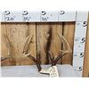 Image 2 : 4 Sets Of Whitetail Antlers On Skull Plate