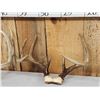 Image 3 : 4 Sets Of Whitetail Antlers On Skull Plate