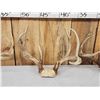 Image 4 : 4 Sets Of Whitetail Antlers On Skull Plate