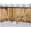 Image 5 : 4 Sets Of Whitetail Antlers On Skull Plate