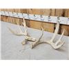 Image 2 : Set Of 4x5 Whitetail Shed Antlers