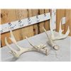 Image 3 : Set Of 4x5 Whitetail Shed Antlers