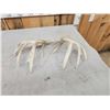 Image 4 : Set Of 4x5 Whitetail Shed Antlers