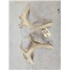Image 5 : Set Of 4x5 Whitetail Shed Antlers