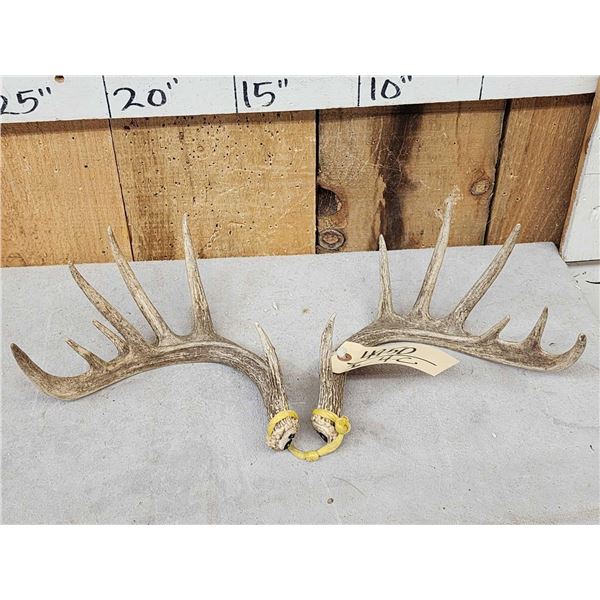 Set Of Mini Monster 6x6 Whitetail Shed Antlers