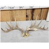 Image 1 : Set Of Mini Monster 6x6 Whitetail Shed Antlers
