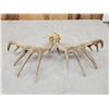 Image 2 : Set Of Mini Monster 6x6 Whitetail Shed Antlers