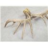 Image 3 : Set Of Mini Monster 6x6 Whitetail Shed Antlers
