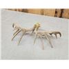 Image 4 : Set Of Mini Monster 6x6 Whitetail Shed Antlers