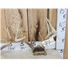 Image 2 : 4 Sets Of Whitetail Antlers On Skull Plate