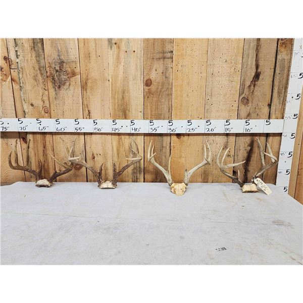 4 Sets Of Whitetail Antlers On Skull Plate