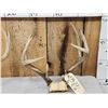 Image 2 : 4 Sets Of Whitetail Antlers On Skull Plate