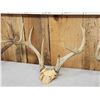 Image 4 : 4 Sets Of Whitetail Antlers On Skull Plate