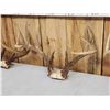 Image 5 : 4 Sets Of Whitetail Antlers On Skull Plate