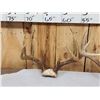 Image 6 : 4 Sets Of Whitetail Antlers On Skull Plate