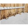 Image 7 : 4 Sets Of Whitetail Antlers On Skull Plate