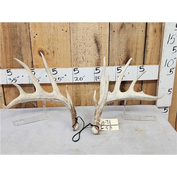 Set Of 5x5 Whitetail Shed Antlers