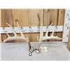 Image 1 : Set Of 5x5 Whitetail Shed Antlers