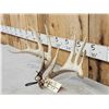 Image 3 : Set Of 5x5 Whitetail Shed Antlers